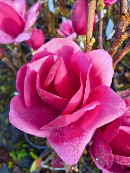 Magnolia ‘Emperor’®