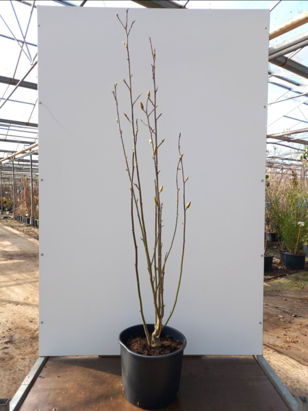 Magnolia ‘Star Burst’®,