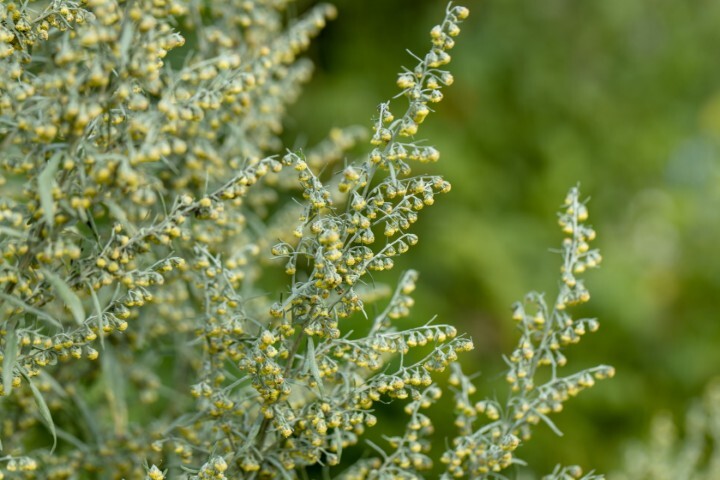 Artemisia absinthium, Bynke/Malurt-Havemalurt