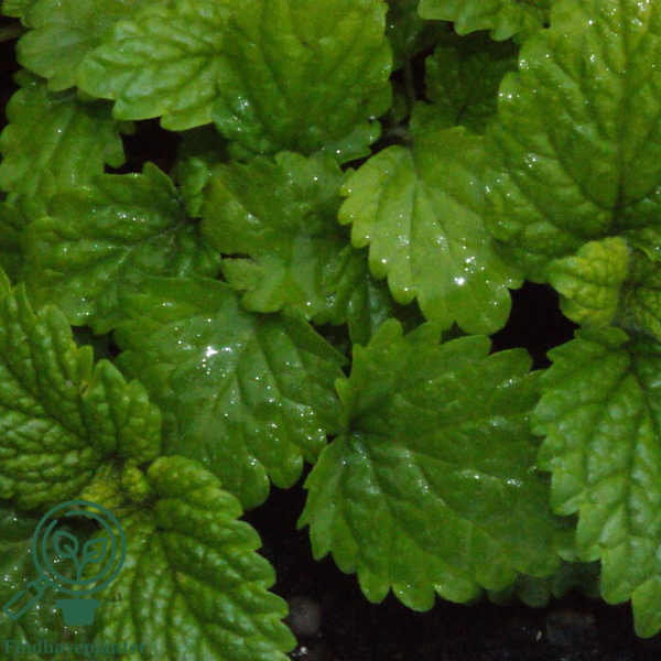 Melissa officinalis, Citronmelisse