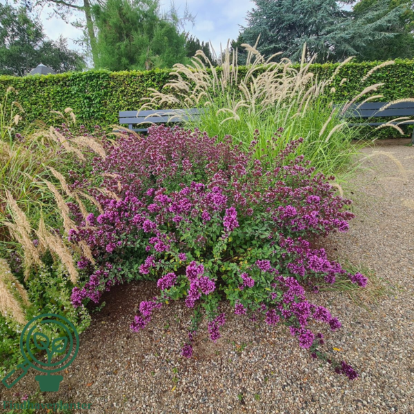 Origanum vulgare, Oregano