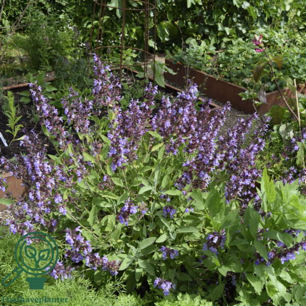 Salvia officinalis, Lægesalvie