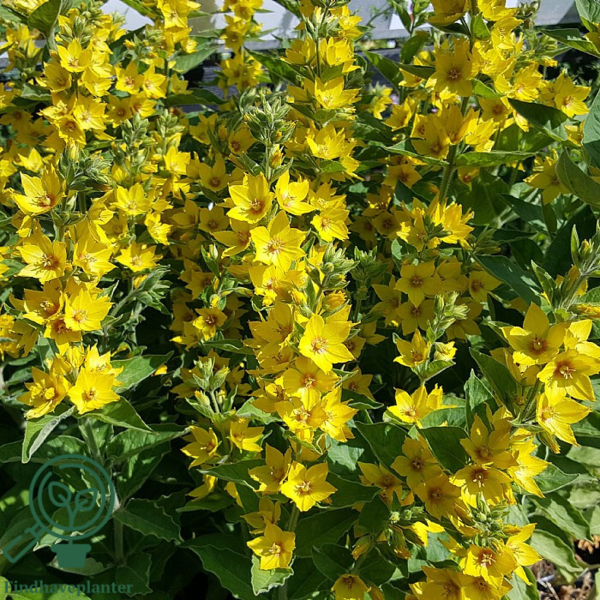 Lysimachia punctata, Fredløs