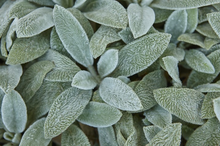 Stachys byzantina, Lammeøre