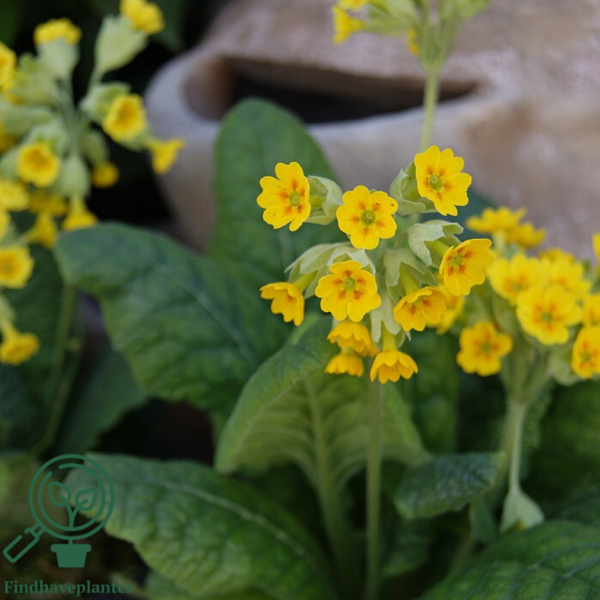 Primula veris, Hulkravet kodriver