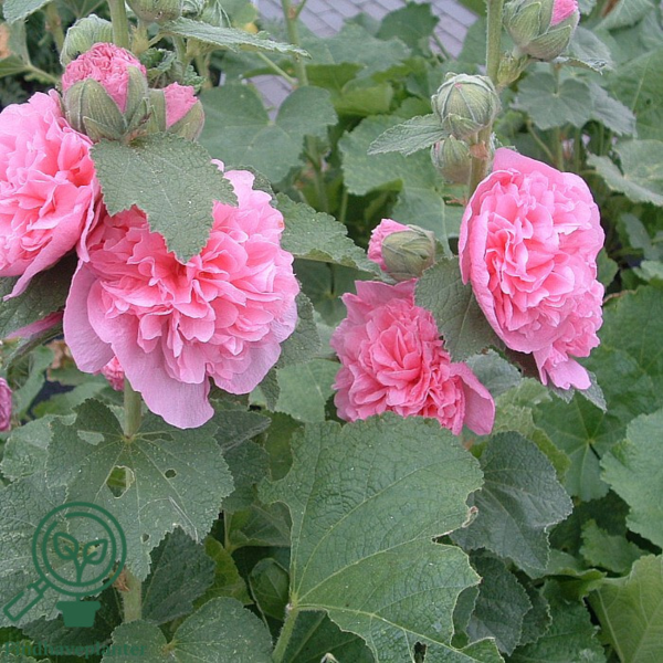 Alcea rosea 'Pleniflora' rosa, Stokrose