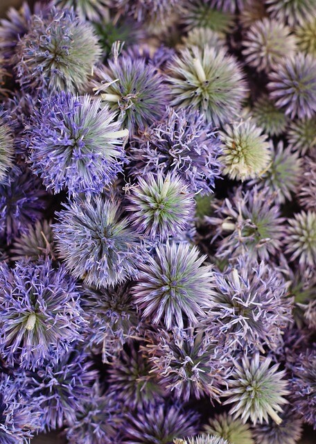 echinops ritro, Kugletidsel