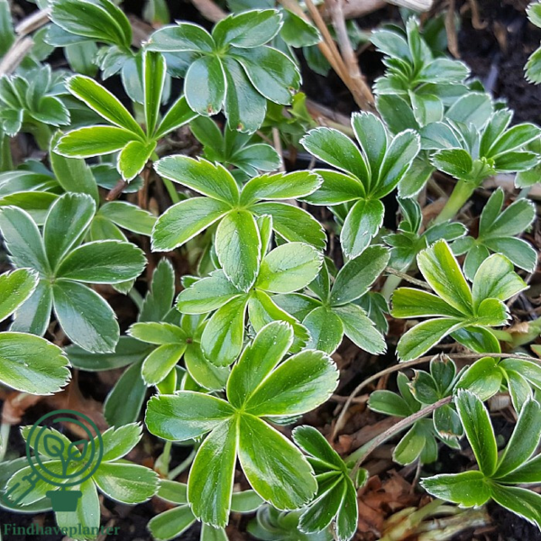 Alchemilla alpina, Løvefod