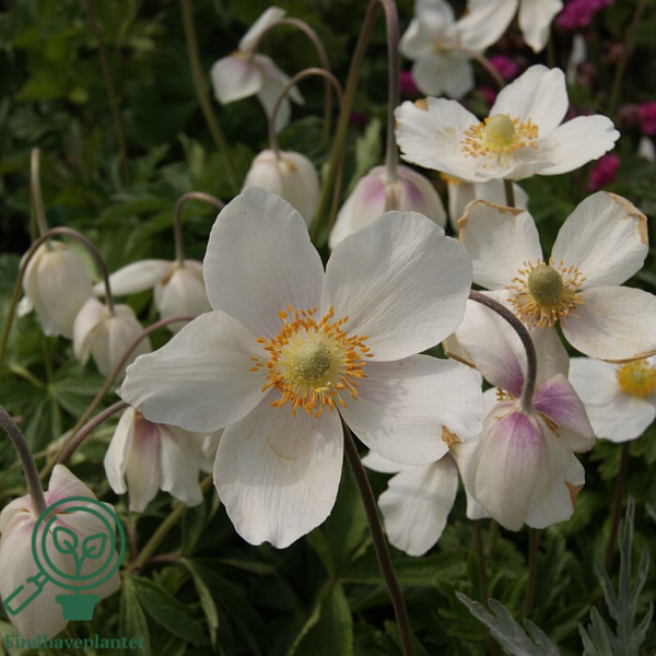 Anemone sylvestris, sommeranemone