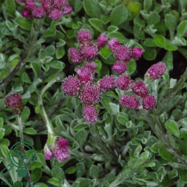 Antennaria dioica 'Rubra', Kattefod