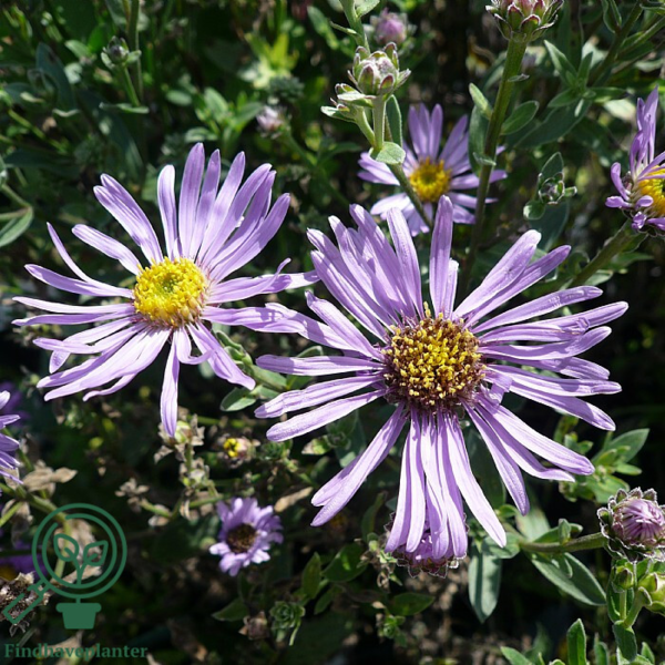 Aster amellus 'Rudolph Goethe', Aster