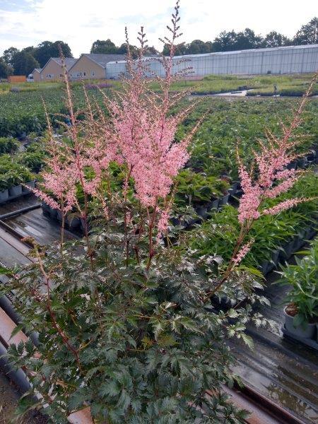 Astilbe simplicifolia 'Hennie Graafland', Astilbe C0,8