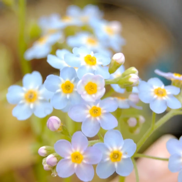 Myosotis sylvatica, Skov-forglemmigej