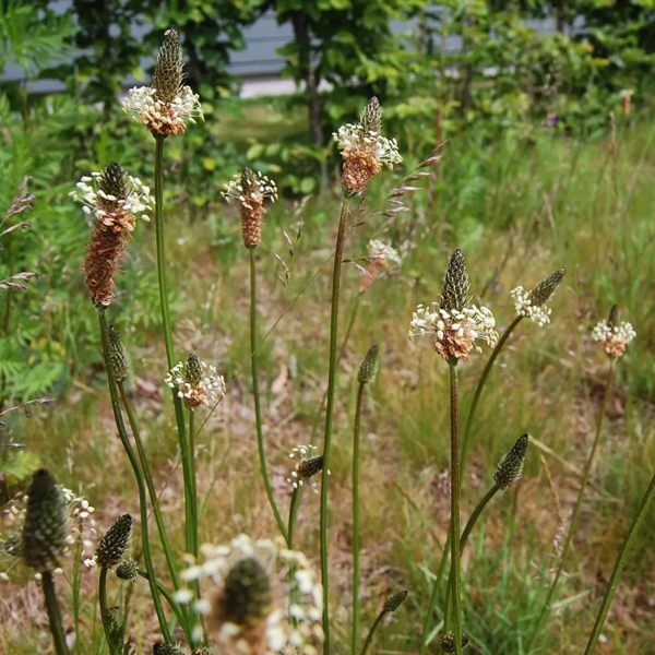 Plantago lanceolata, Lancetbladet vejbred