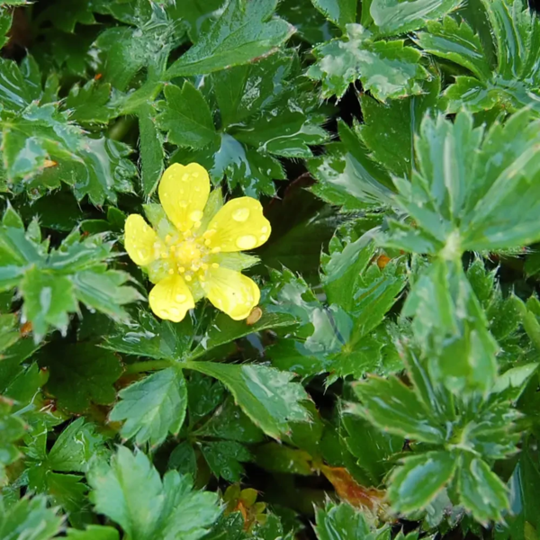 Potentilla verna, Vår-potentil