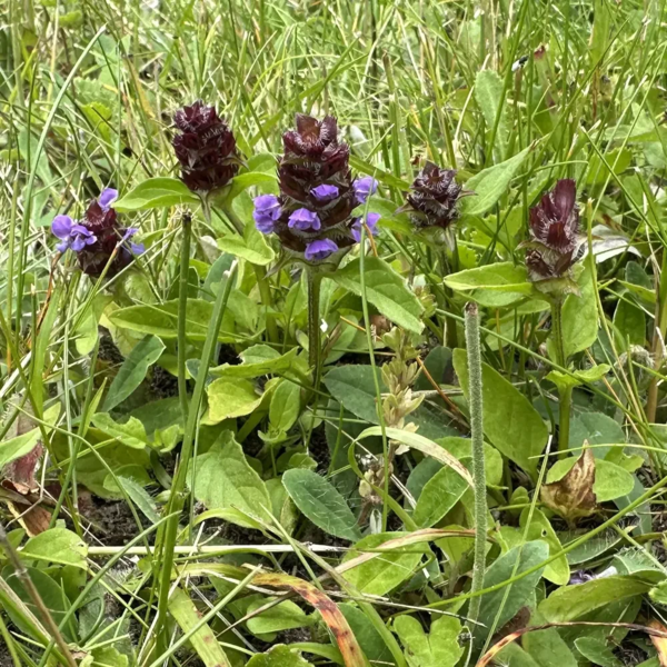 Prunella vulgaris, Alm. brunelle