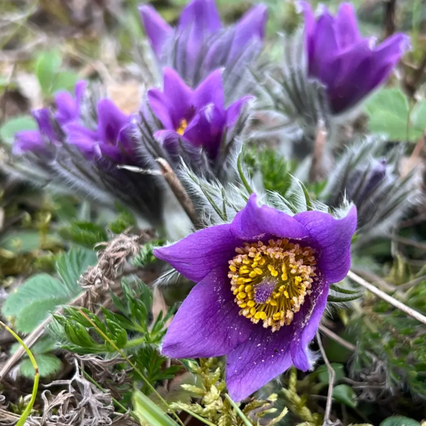 Pulsatilla vulgaris, Opret kobjælde