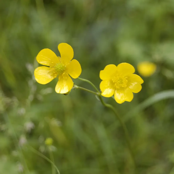 Ranunculus acris, Bidende ranunkel