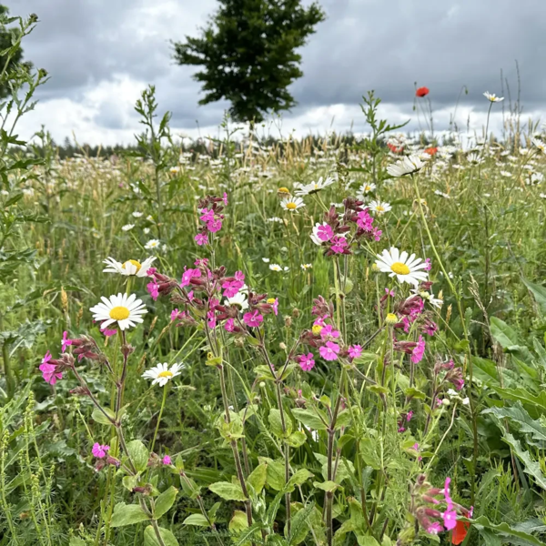 Silene dioica, Dag-pragtstjerne