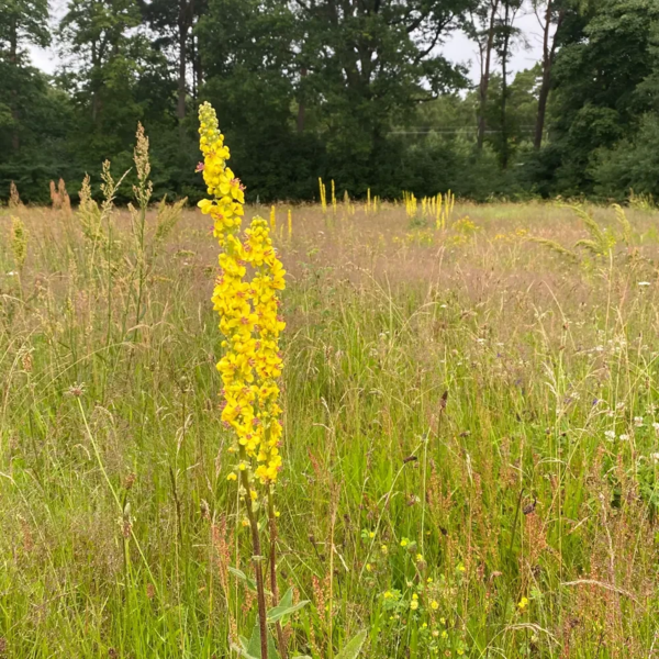 Verbascum nigrum, Mørk kongelys