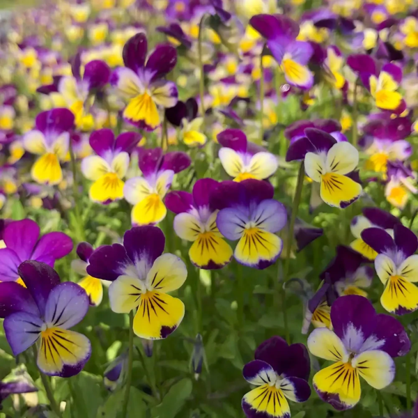 Viola tricolor, Alm. stedmoderblomst