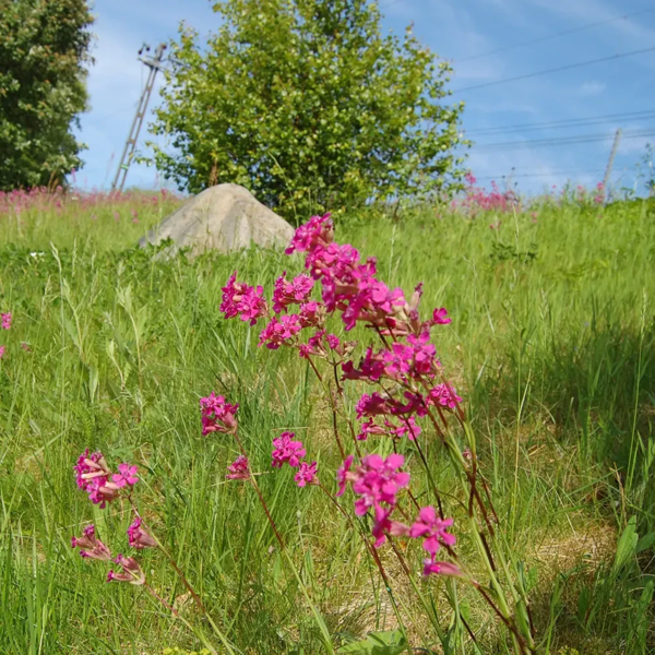 Viscaria vulgaris, Tjærenellike