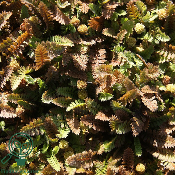 Leptinella potentillina, Trædebregne