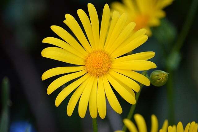 Doronicum orientale 'Little Leo', Gemserod