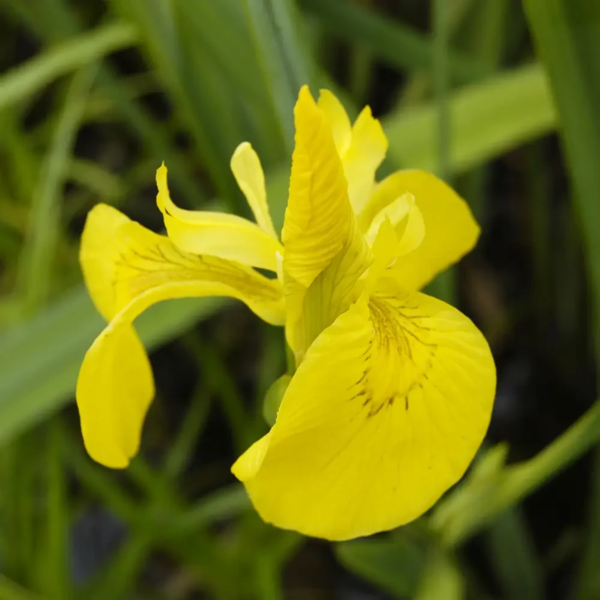 Iris pseudacorus, Gul iris