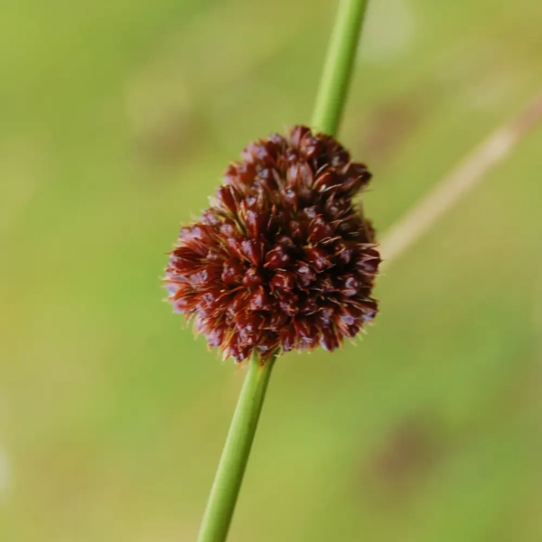 Juncus conglomeratus, Knop-siv