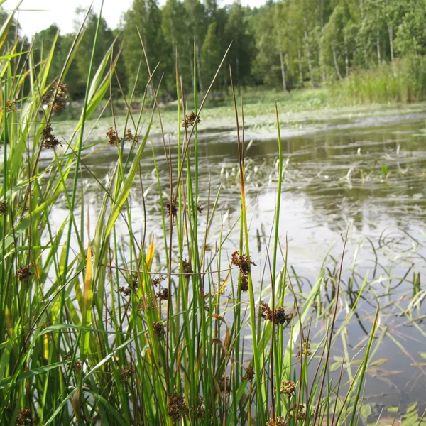 Juncus effusus, Lyse-siv