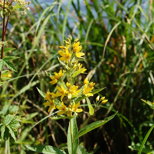 Lysimachia vulgaris, Alm. fredløs