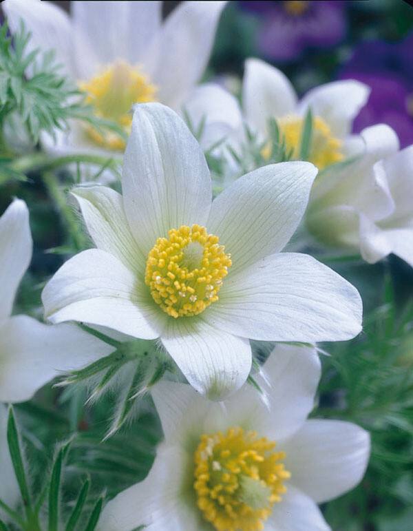 Pulsatilla vulgaris 'Alba', Opret kobjælde