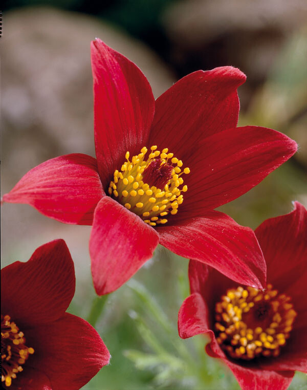 Pulsatilla vulgaris 'Rubra', Opret kobjælde