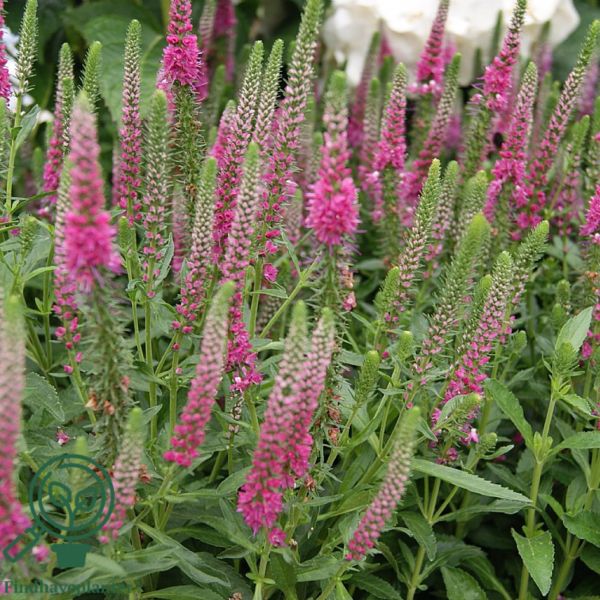 Veronica spicata 'Rotfuchs', Aks Ærenpris