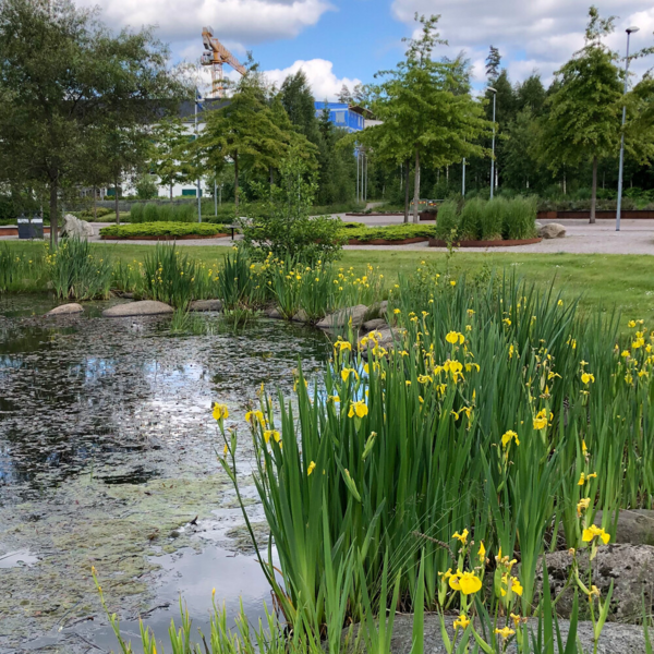 Iris pseudacorus, Gul iris
