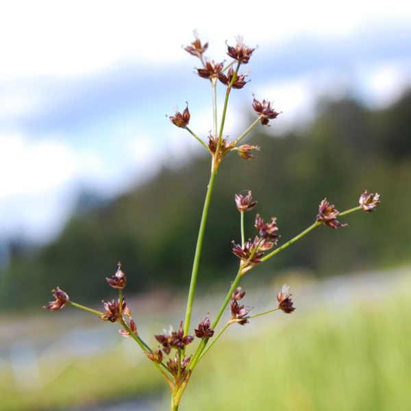 Juncus articulatus, Glanskapslet siv