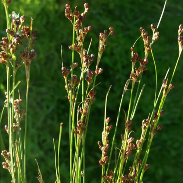 Juncus compressus, Fladstrået siv