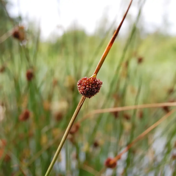 Juncus conglomeratus, Knop-siv