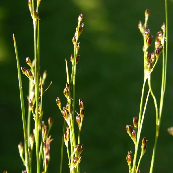 Juncus gerardii, Harril