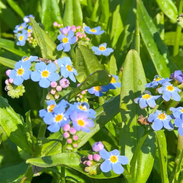 Myosotis scorpioides, Eng-forglemmigej