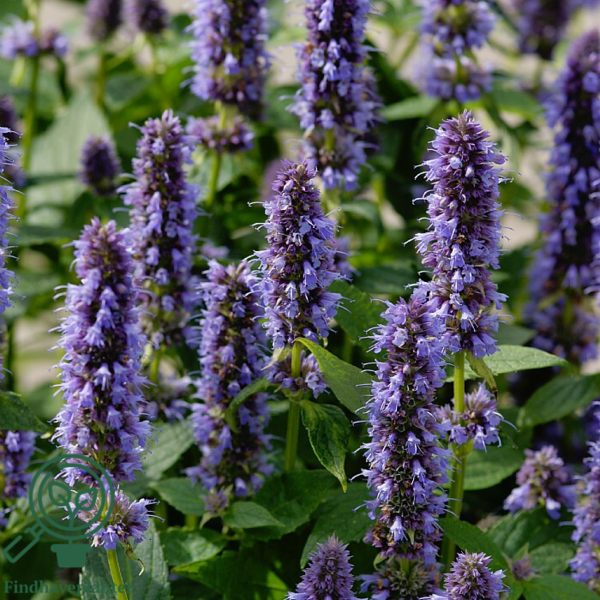 Agastache hybrid 'Blue Fortune', Anisisop