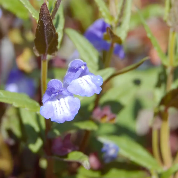 Scutellaria galericulata, Alm. skjolddrager