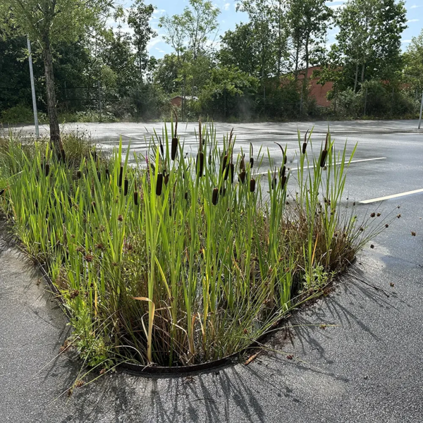Typha angustifolia, Smalbladet dunhammer