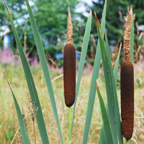 Typha latifolia, Bredbladet dunhammer