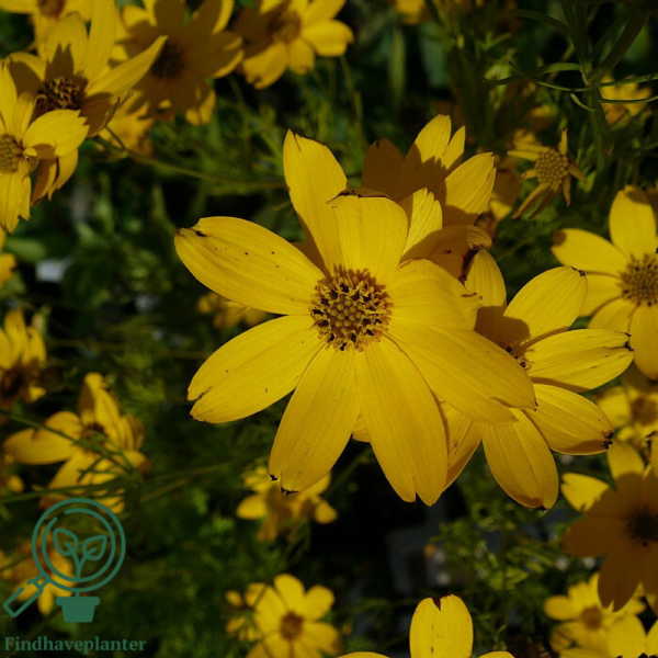 Coreopsis verticillata 'Zagreb', Skønhedsøje