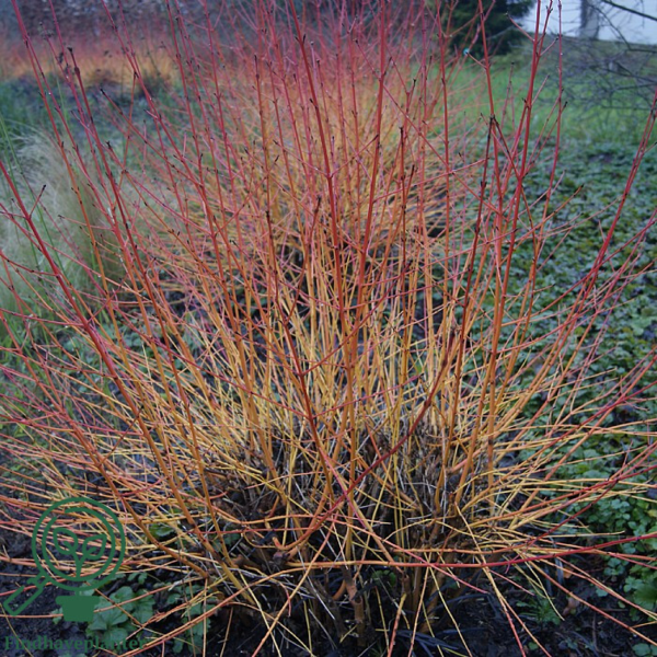 Cornus sanguinea - rød kornel