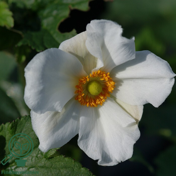Anemone japonica-hybrid 'Honorine Jobert' Dafo® , Anemone C5,0
