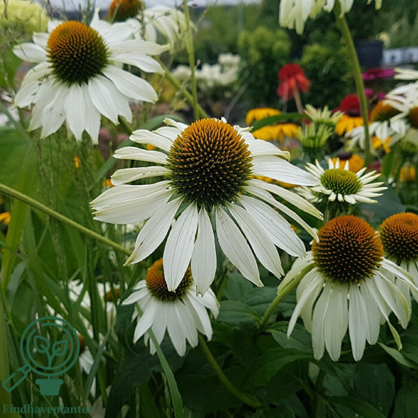 Echinacea purpurea 'White Swan', Solhat