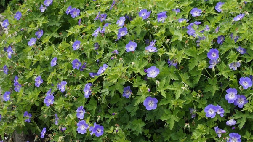 Geranium hybrid 'Rozanne'®, Storkenæb C1,0